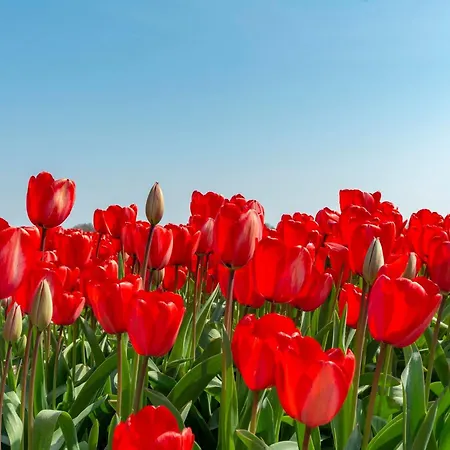 Modern With Garden * 卡兰茨奥赫